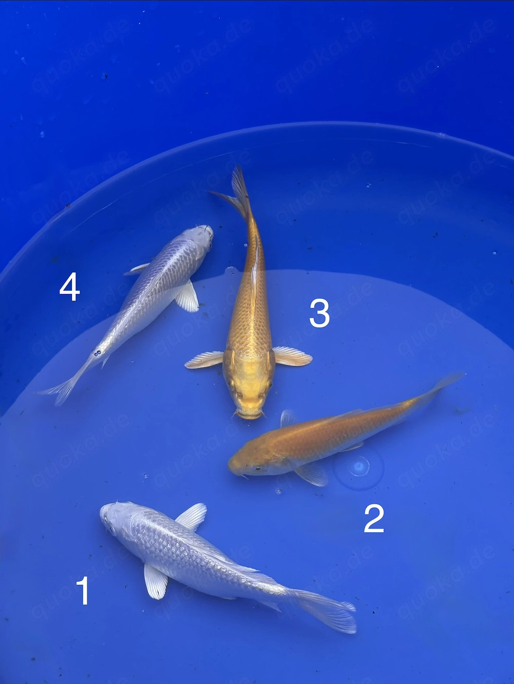 Tosai - Platin Ogon, Yamabuki & Karashi von Yagenji (17-20cm) 