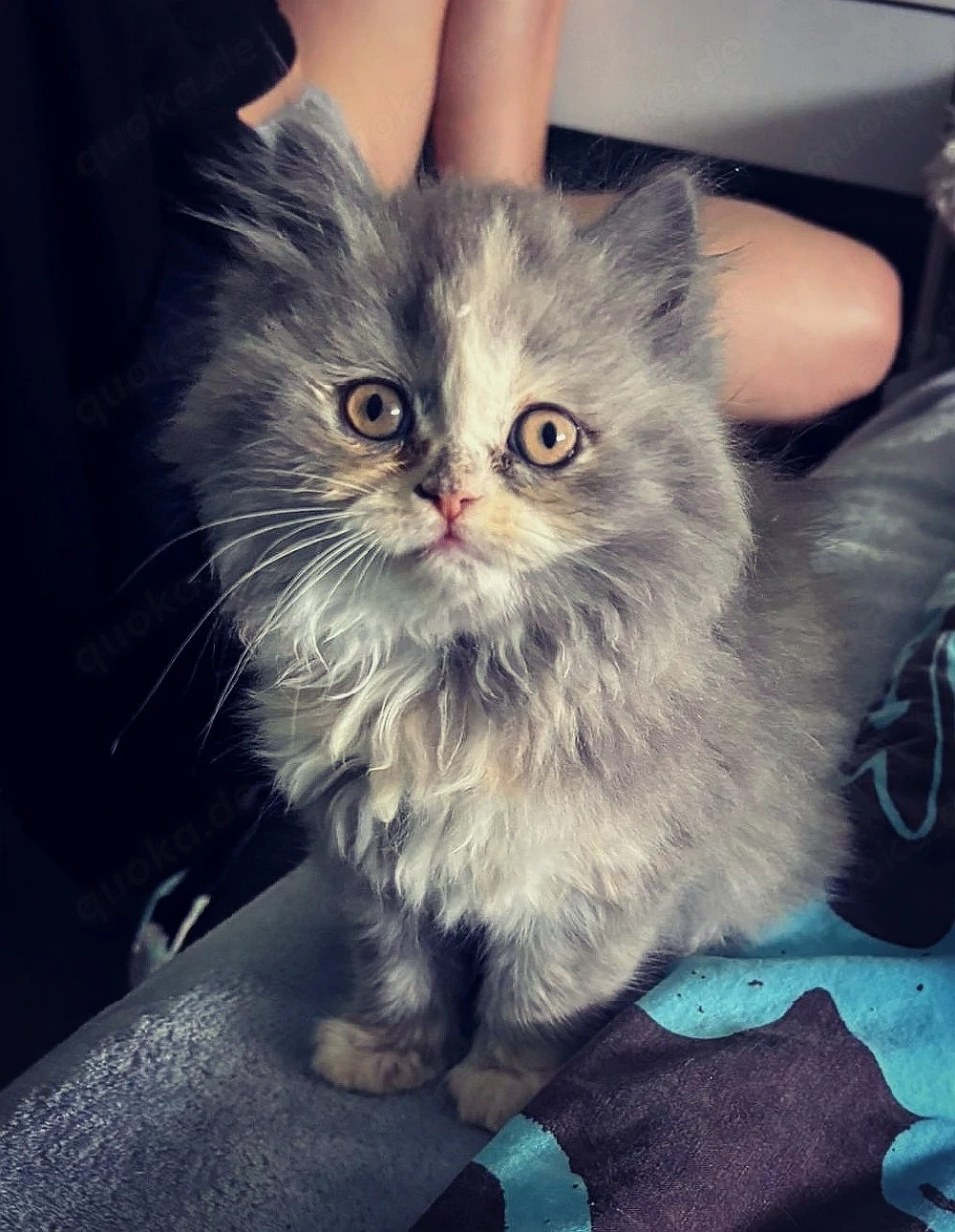 BLH flauschige kleine Kuschelmaus 
