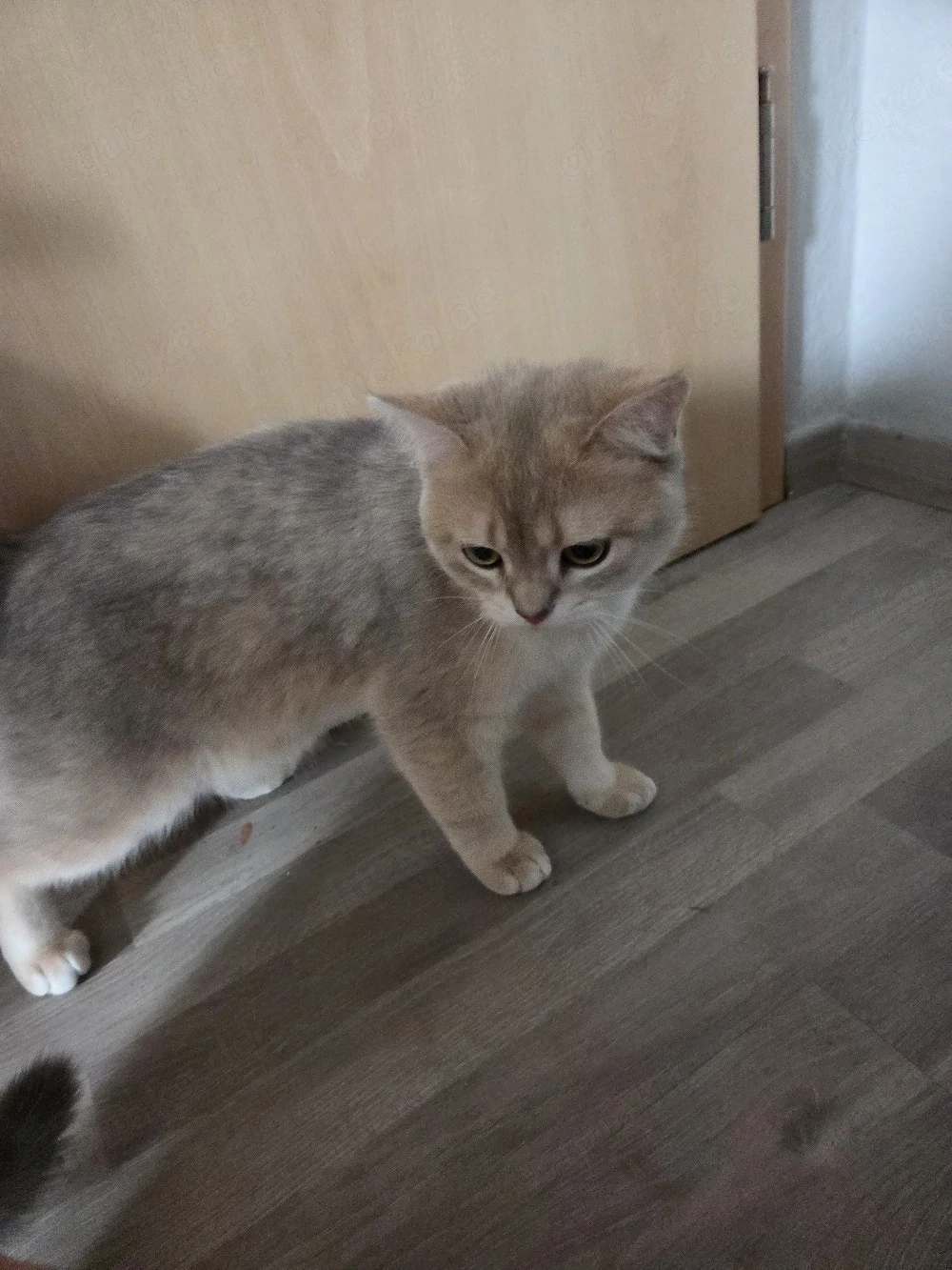 brittisch kurzhaar deckkater 