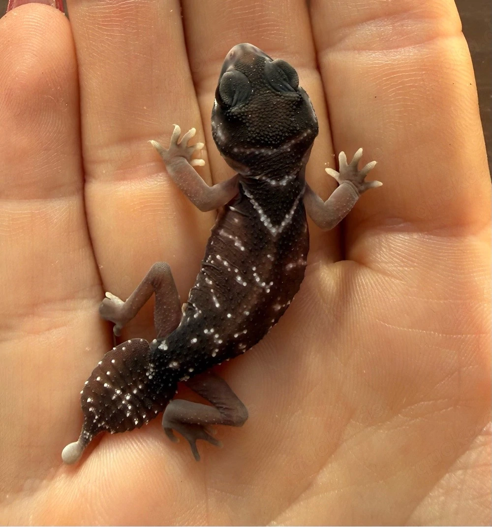 0,01 Nephrurus levis levis NZ 03 26