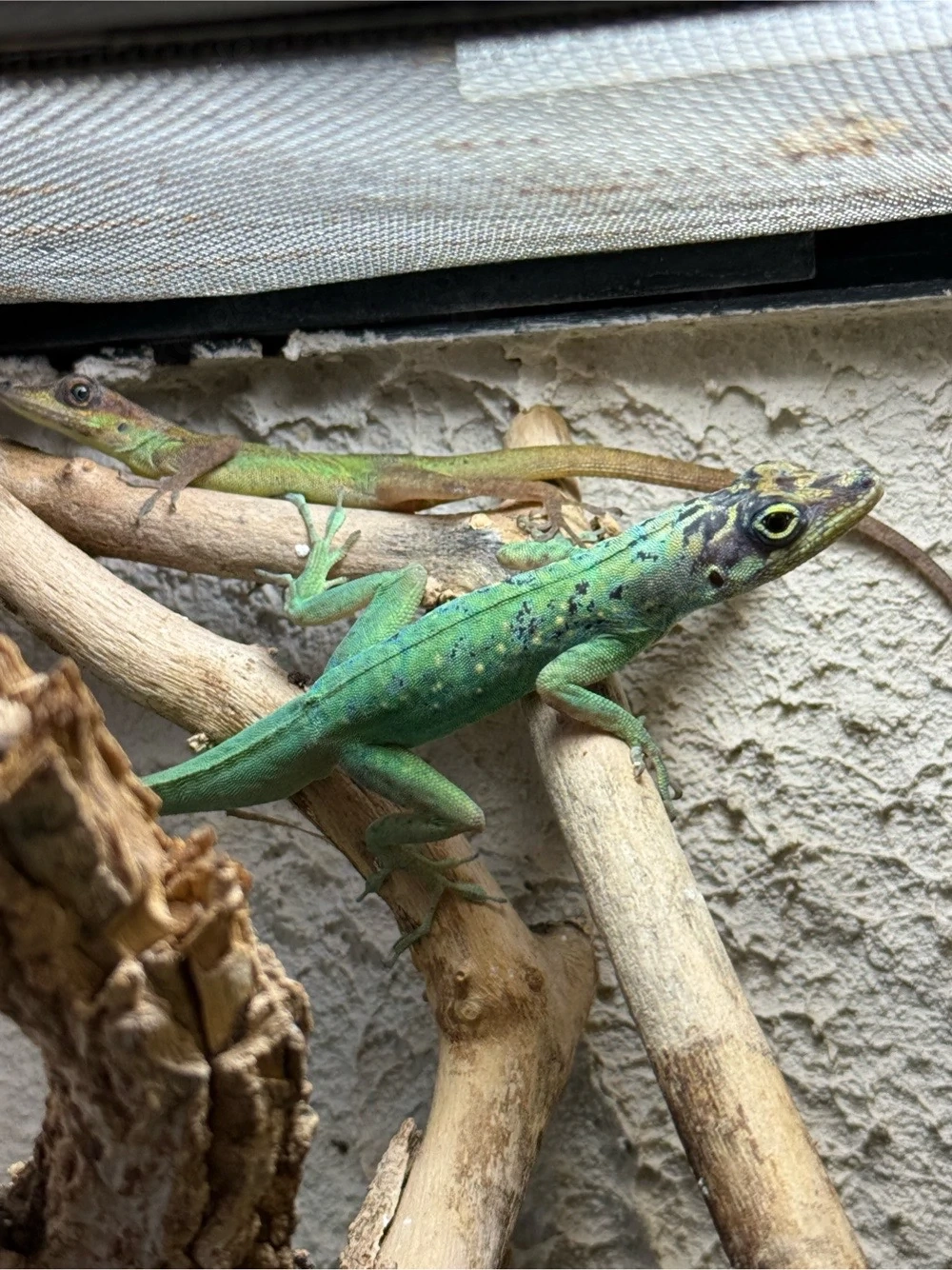 1,1 Anolis roquet roquet Zuchtpaar adult 