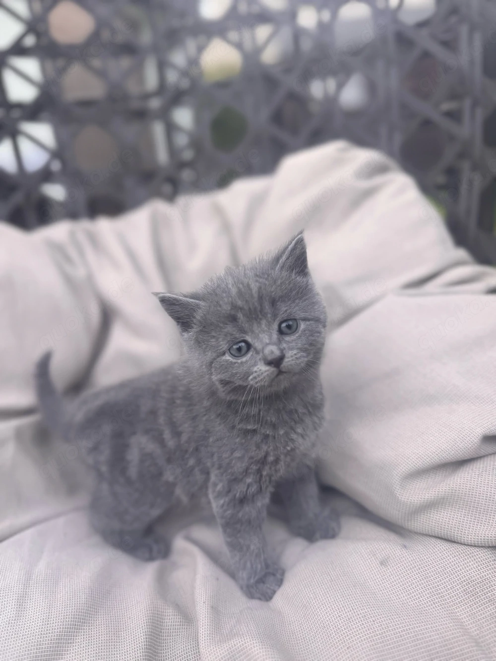 blh kitten 