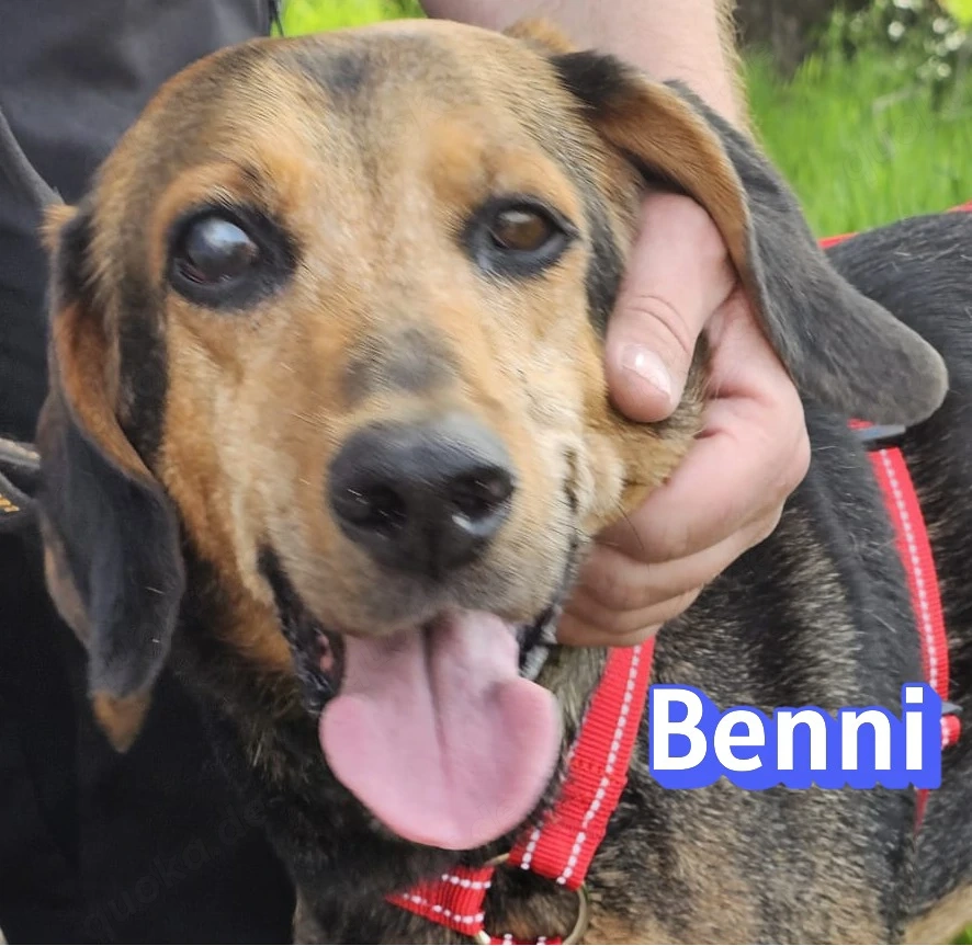 Benni, 04 17 - ruhiger Senior sucht wegen Krankheit ein neues Zuhause
