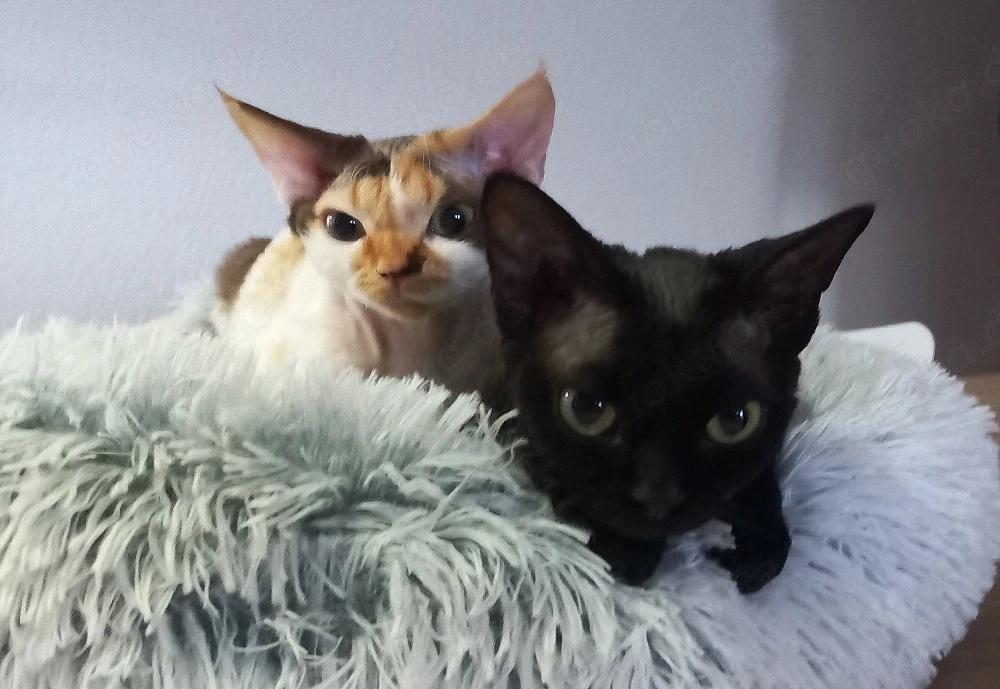 Devon Rex Pärchen ( mit umfangreicher Ausstattung ) in beste Hände abzugeben 