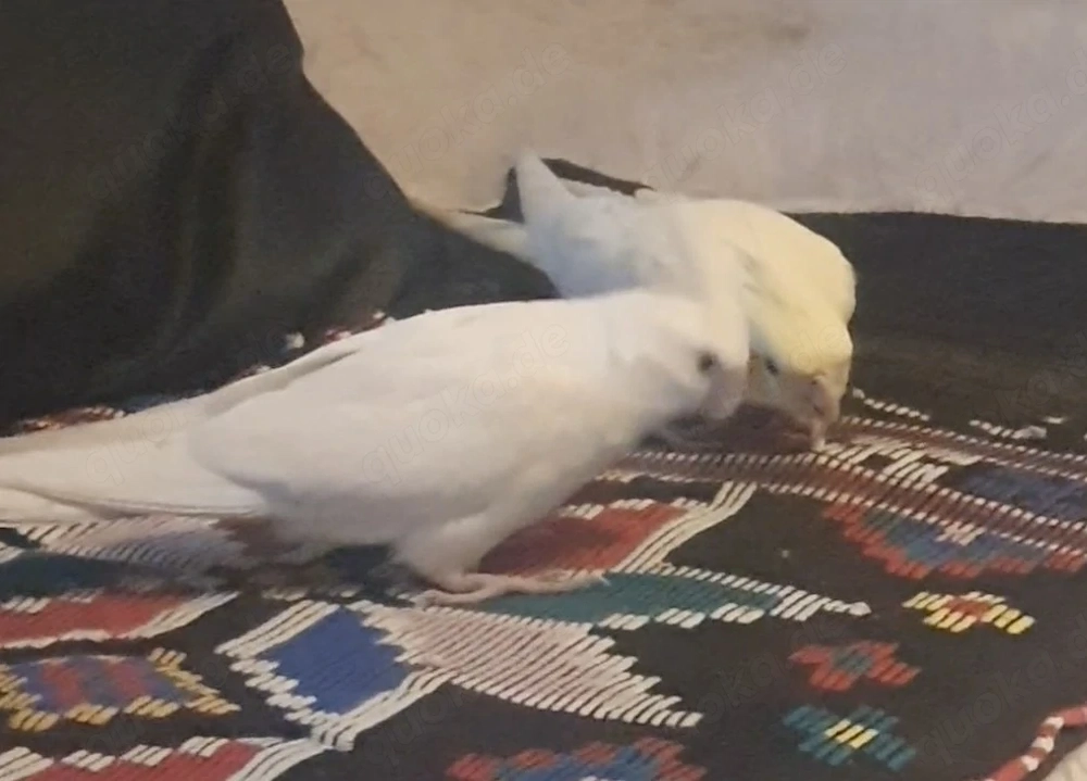 Nymphensittiche Pärchen Albino 