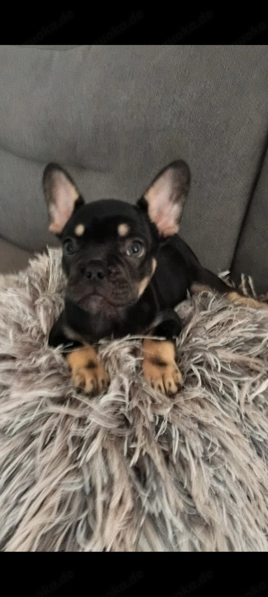 Französische bulldogge Hündin Welpe 