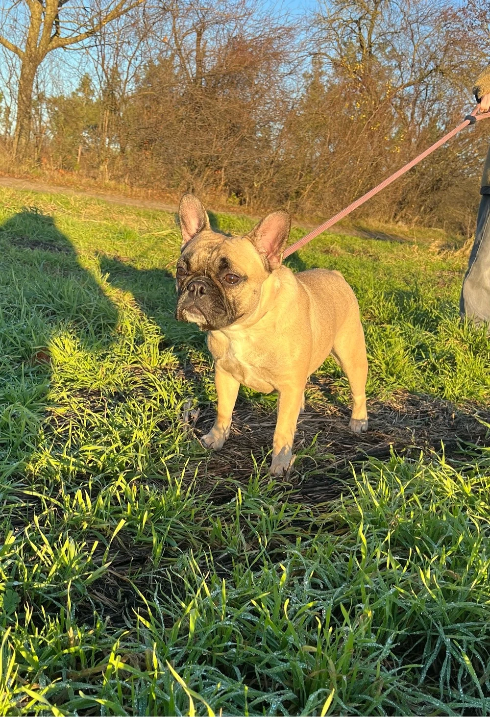 Französische Bulldogge 