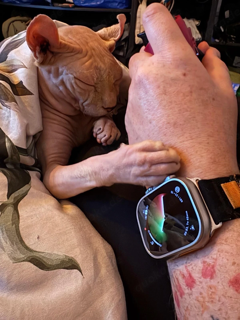 Schweren Herzens sucht unser geliebter Anubis ein neues Zuhause 
