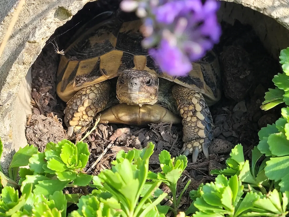 griechische Landschildköten Nachzuchten Schildkröten Schildis 