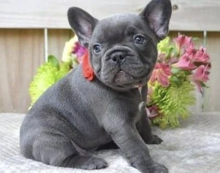   Zuckersüße Französische Bulldoggen Welpen mit Ahnentafel