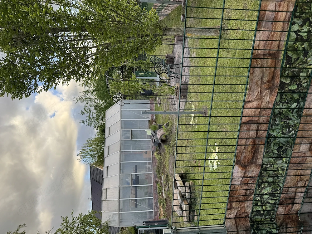Spornschildkröten 