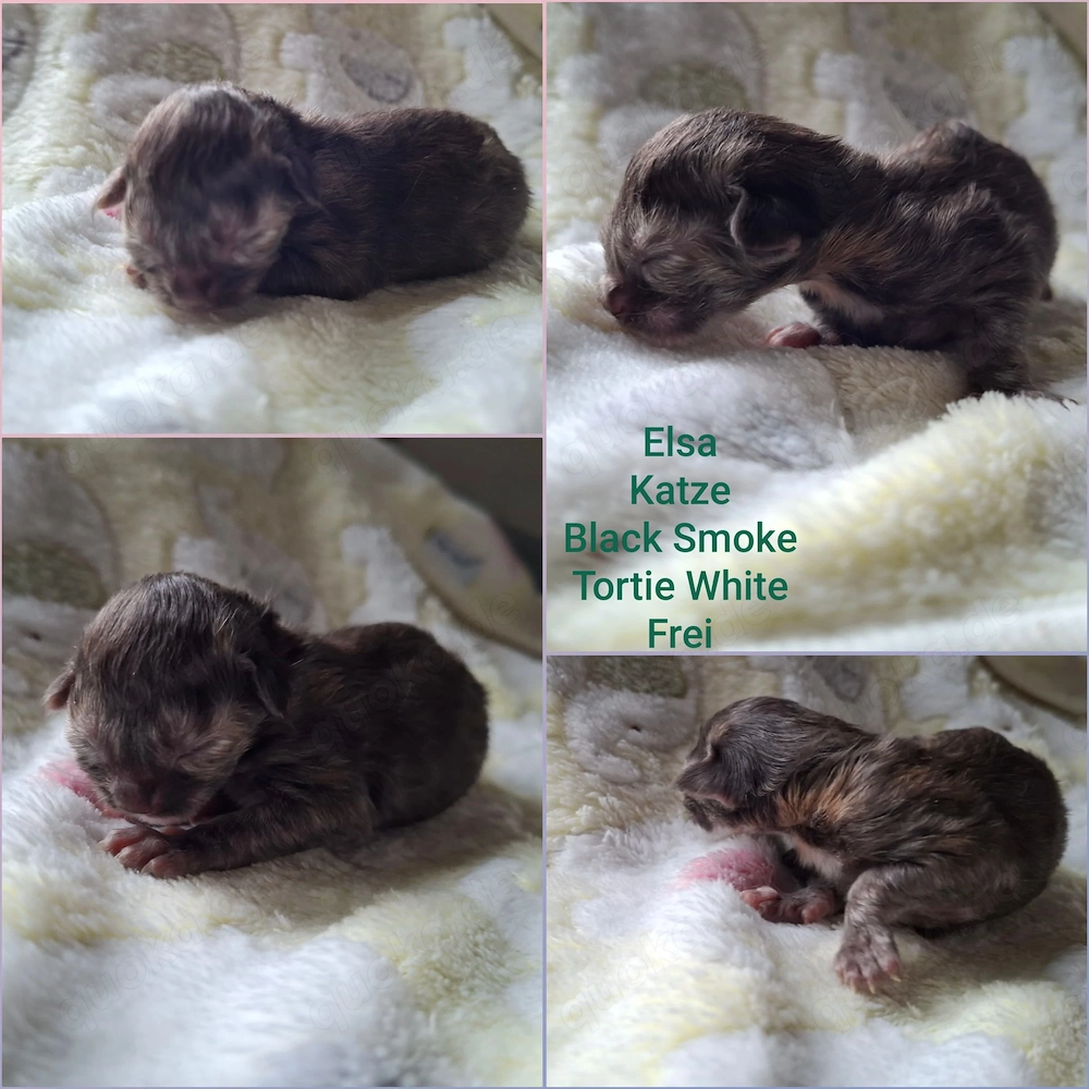 Reinrassige Maine Coon Kitten mit wesensfestem, verschmusten Charakter