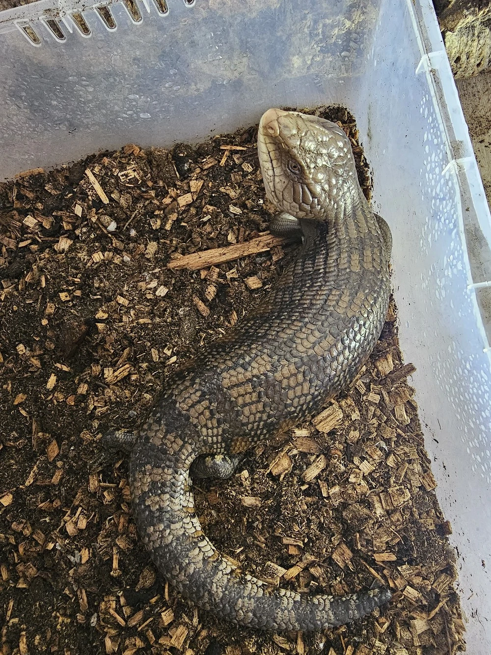 Trächtiges Blauzungenskink-Weibchen abzugeben