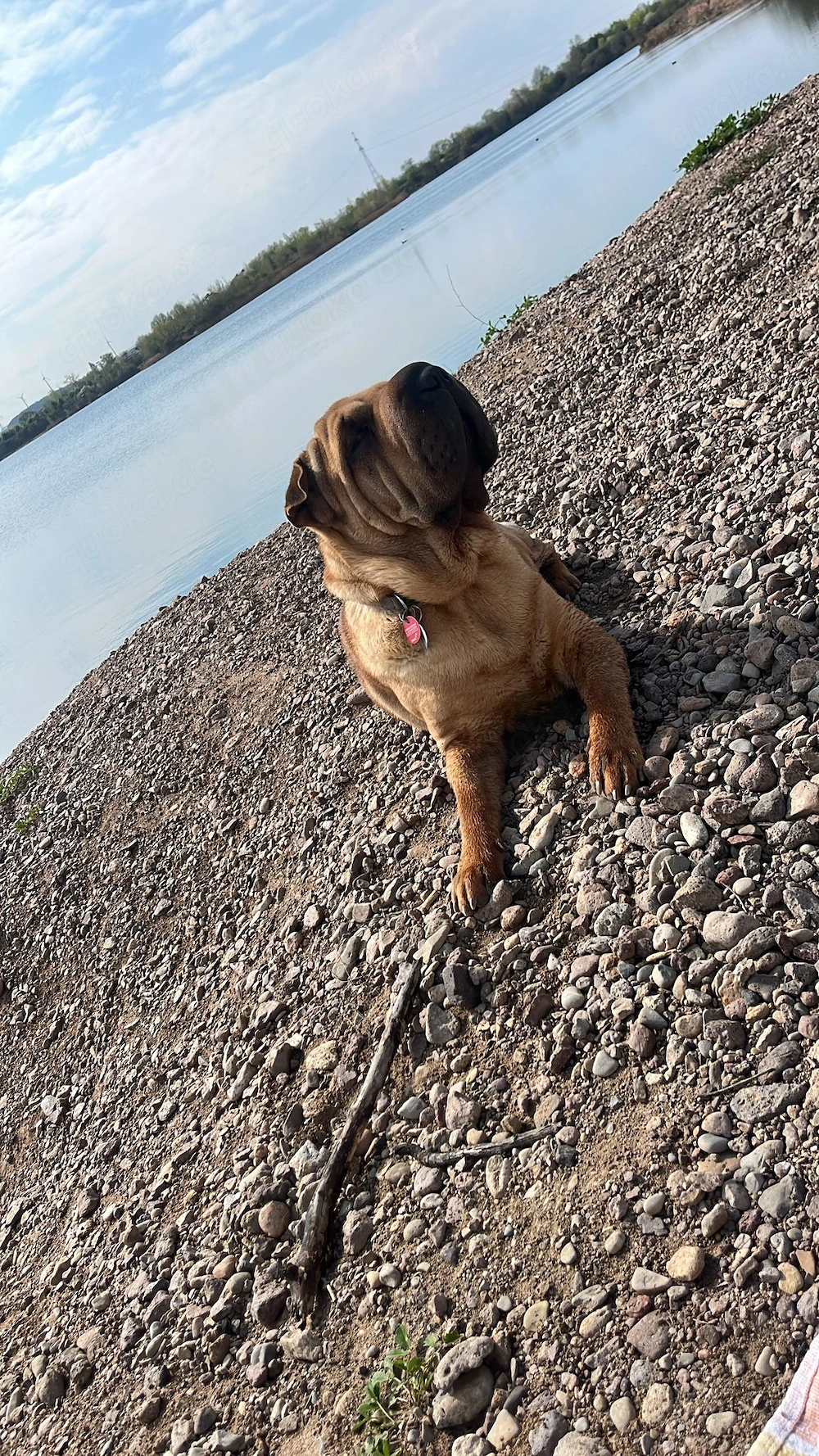 Hund abzugeben 