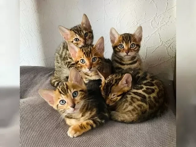 Bengalkitten suchen eine liebevolle Familie 