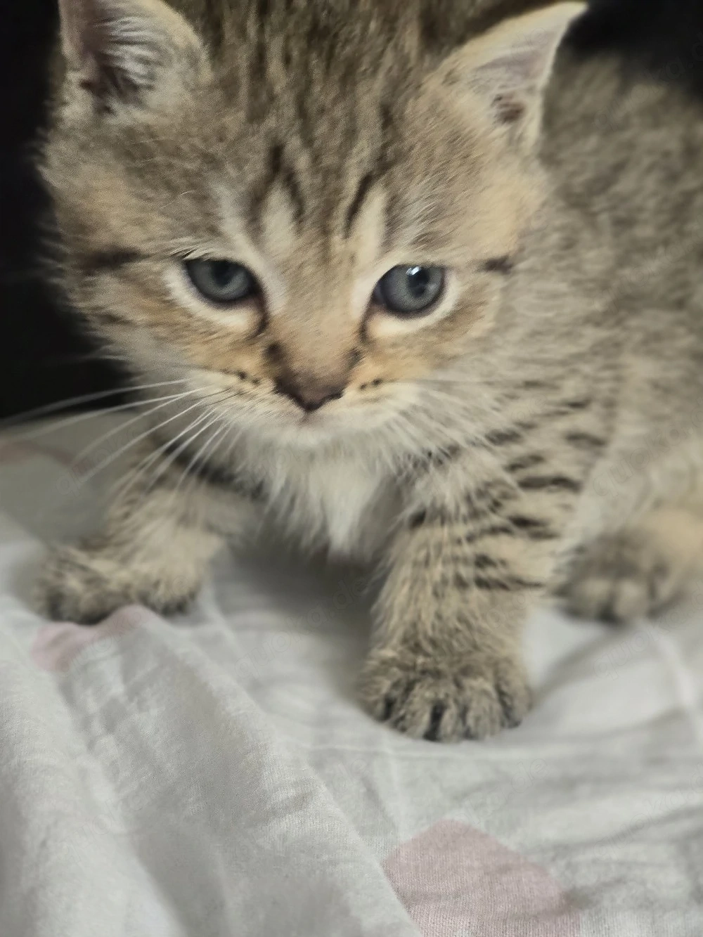 hübscher kleiner  baby schmuse Tigerchen (Katerchen)