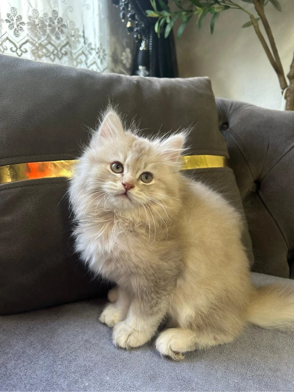 Babykatze zu verkaufen 