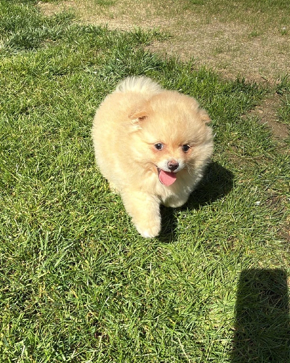 Pomeranian   Zwergspitz Welpe