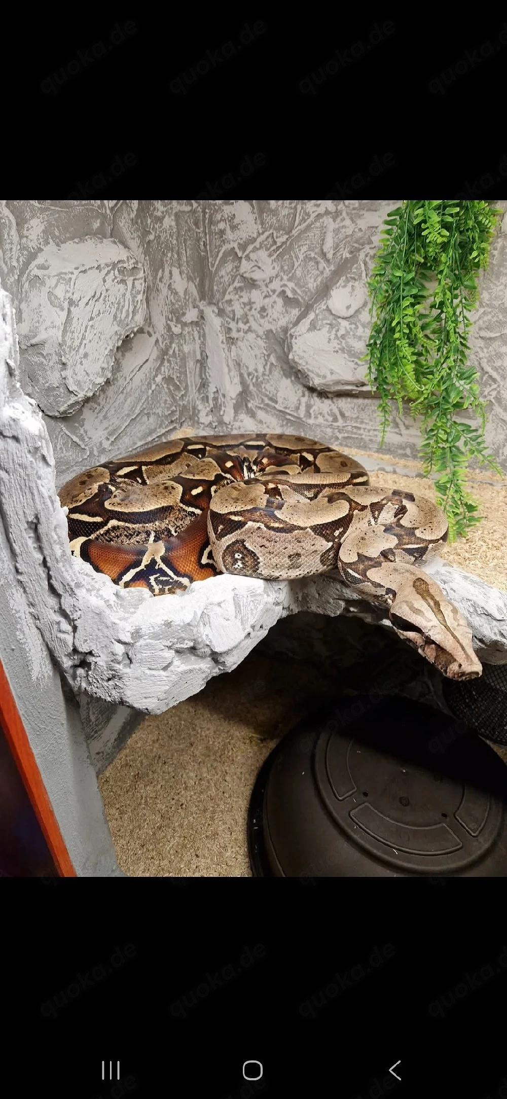 boa constrictor constrictor Suriname F1 Weibchen 