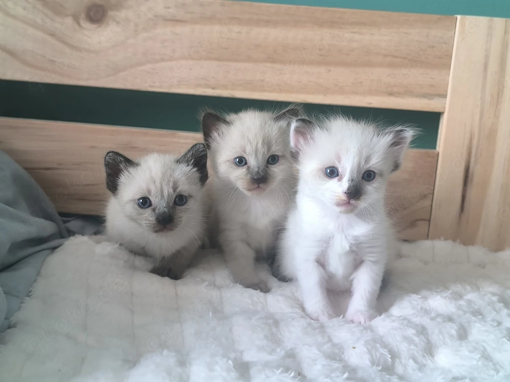 4 süße Mix-Kätzchen (Kater), blaue Augen, je 200 