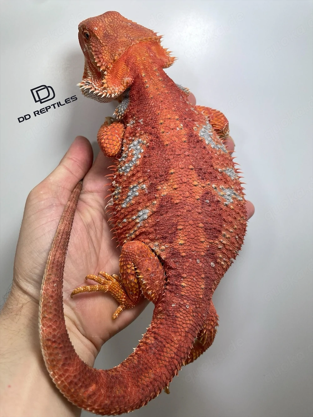 Bartagamen Weibchen (Pogona vitticeps) extreme red Hypo blue Tiger