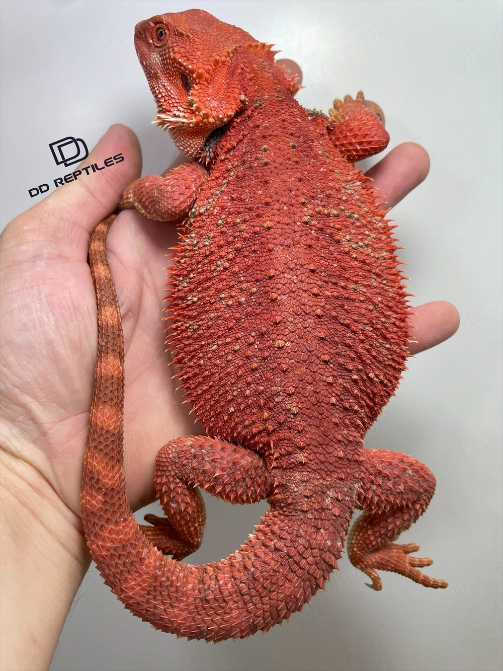 Bartagamen Weibchen (Pogona vitticeps) half red Monster half extreme red het Hypo poss. het Trans