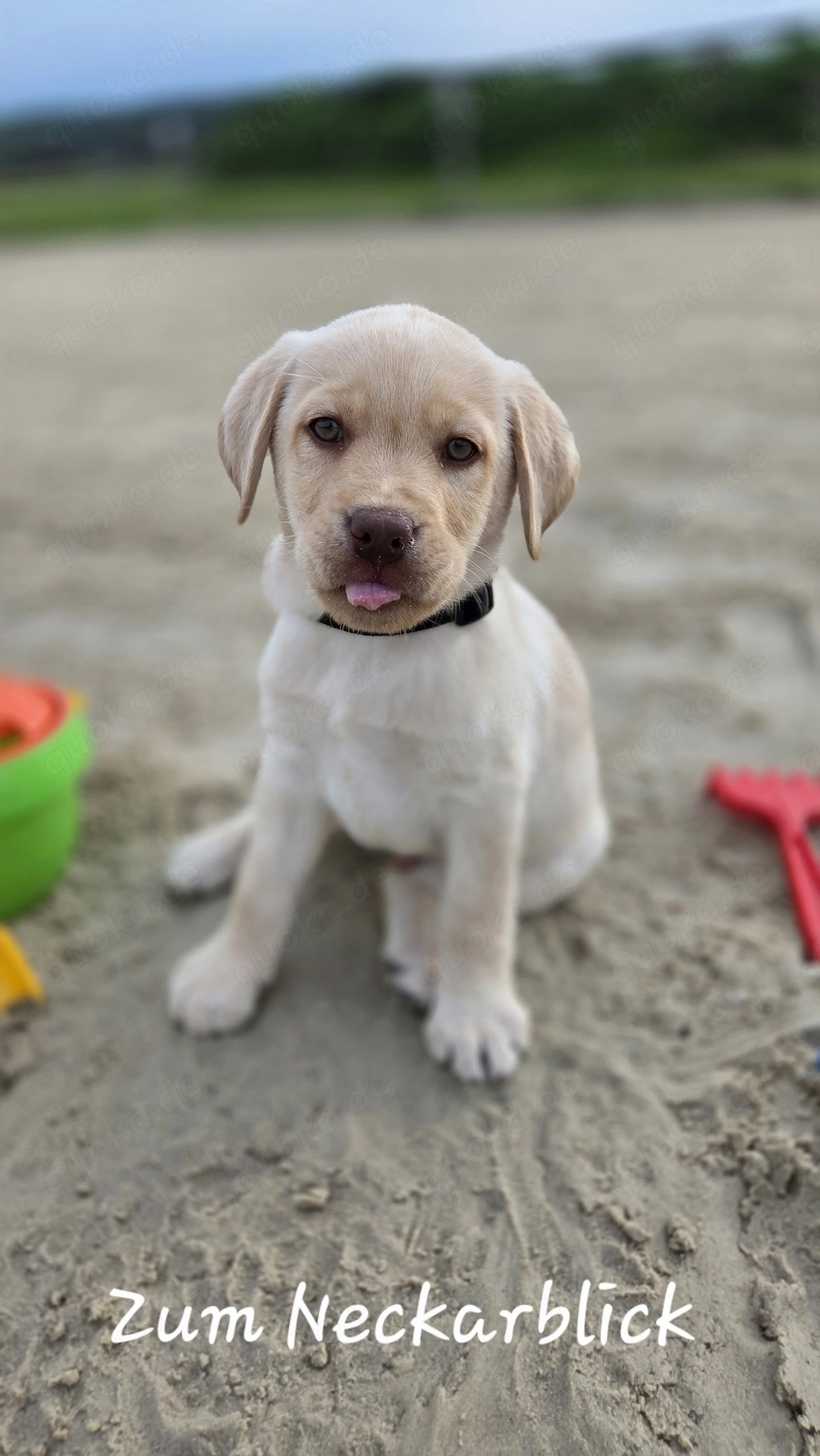  Labrador Retriever Welpen in der Farbe chocolate und blond vom Züchter 
