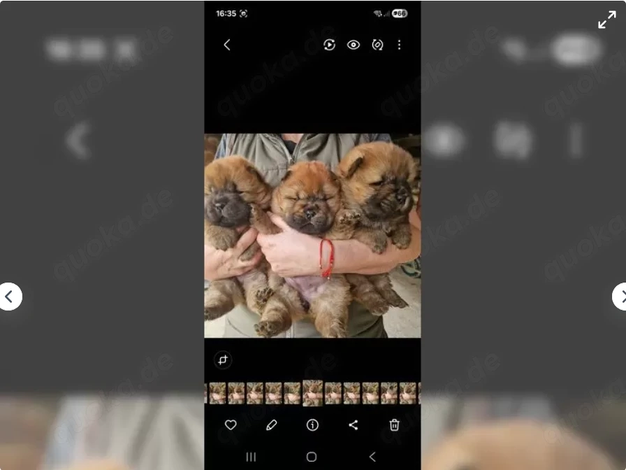 Wunderschöner Chow Chow