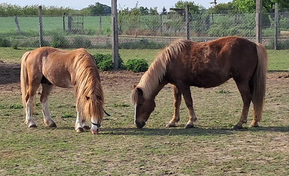 Hengst und Stute 