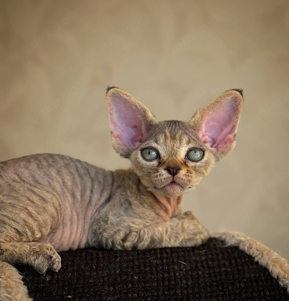 Bezauberndes männliches und weibliches Devon-Rex-Kätzchen