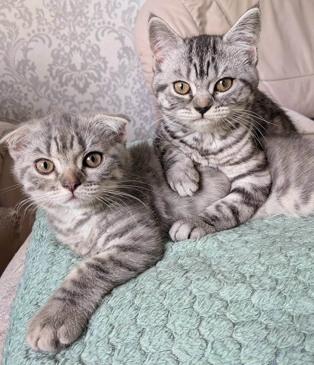 2 Kitten, Mischung aus BKH und American Curl 