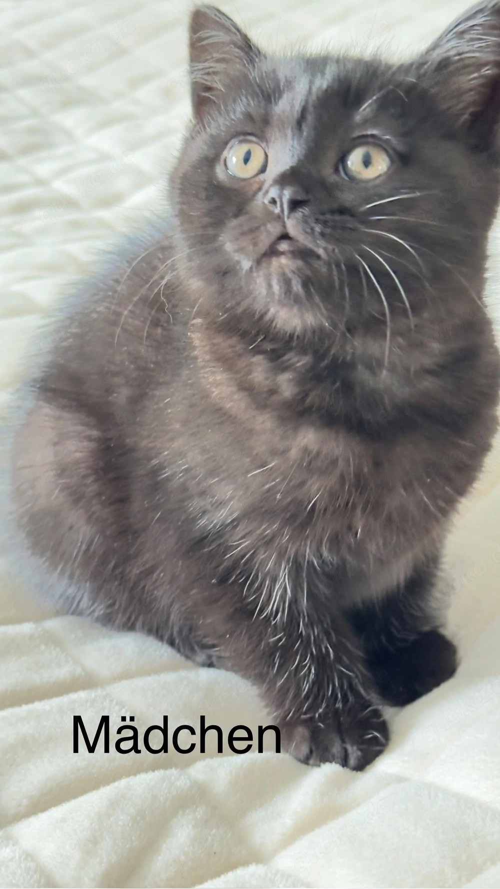 BKH Kitten zu verkaufen  (  schoko )  650 EURO   Oberndorf am Neckar.    