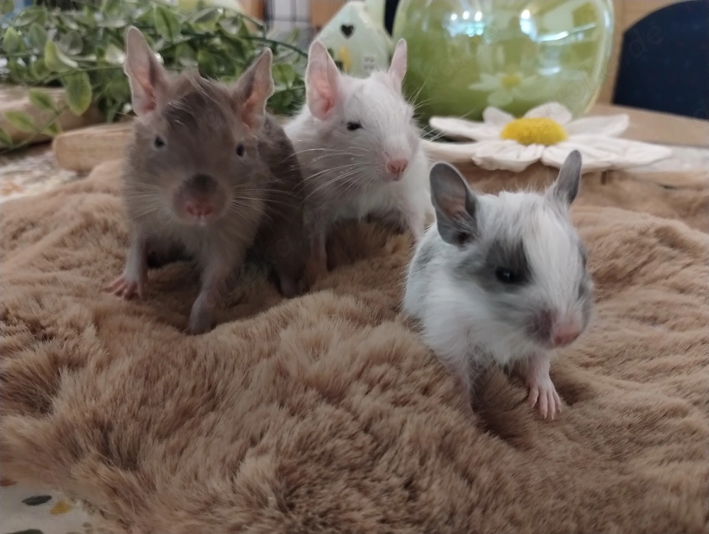 3 fesche Degu Buben,Kids mit tollen Farben:Schoko-Schecke,Blue-non Schecke suchen Lieblingsmensch