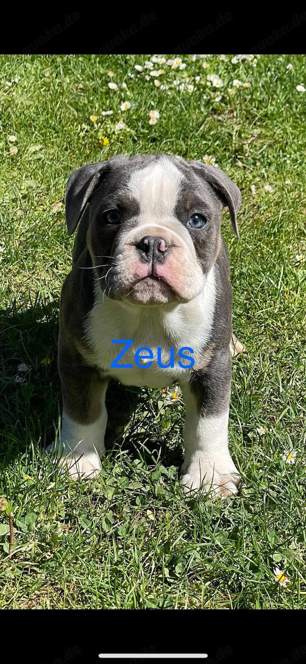Old English Bulldogge 12 Wochen alt