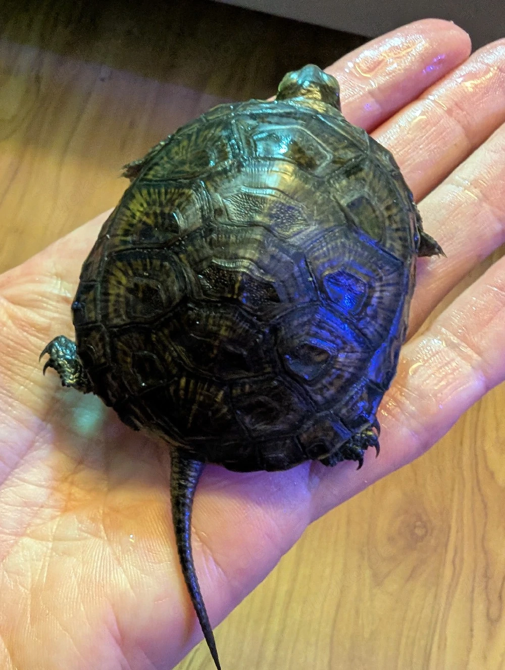 Europäische Sumpfschildkröten, Emys orbicularis, NZ 2025