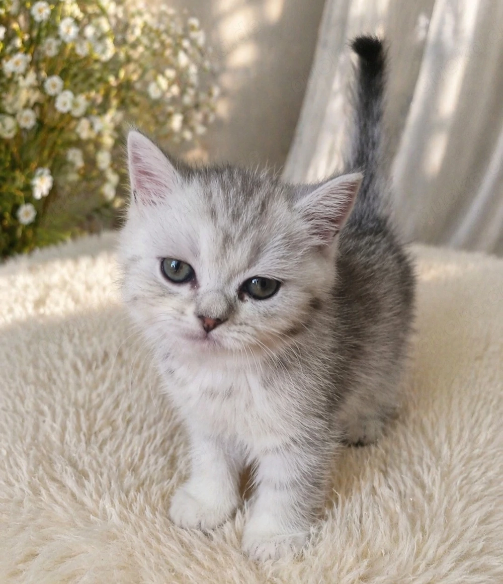 BLH und BKH Kitten suchen liebevolle Hände