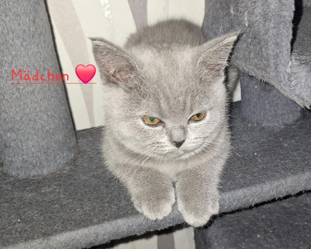 BKH Reinrassige Kitten suchen eine Liebevoller Familie!