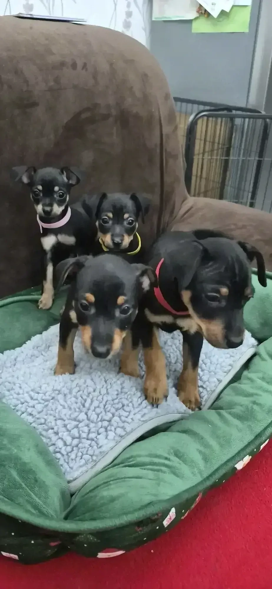 Zwergpinscher Welpenweibchen 