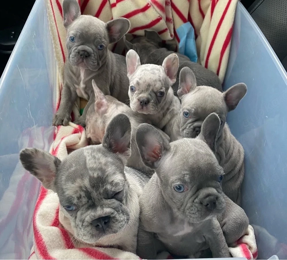 Französische Bulldogge welpen