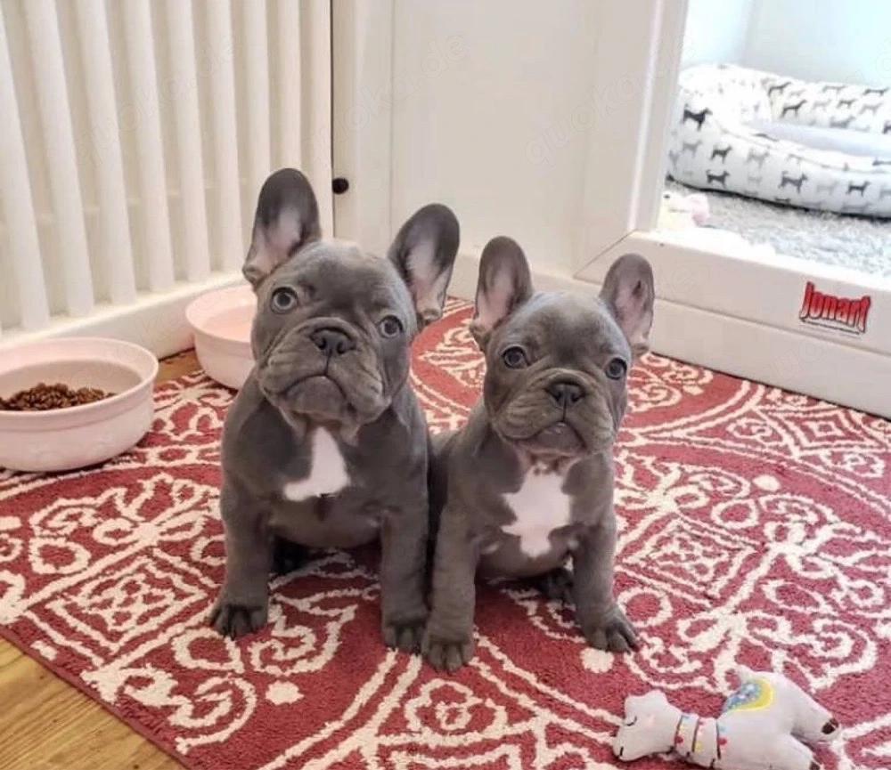 Französische Bulldogge welpen