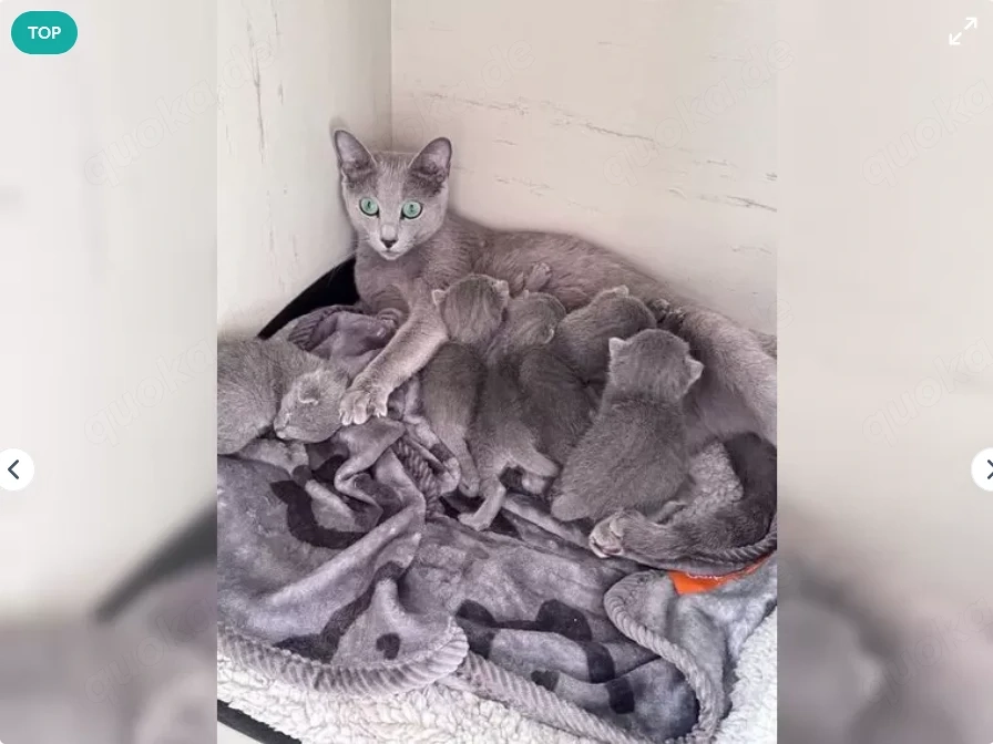 Reinrassige Russisch Blau Kitten Katzen