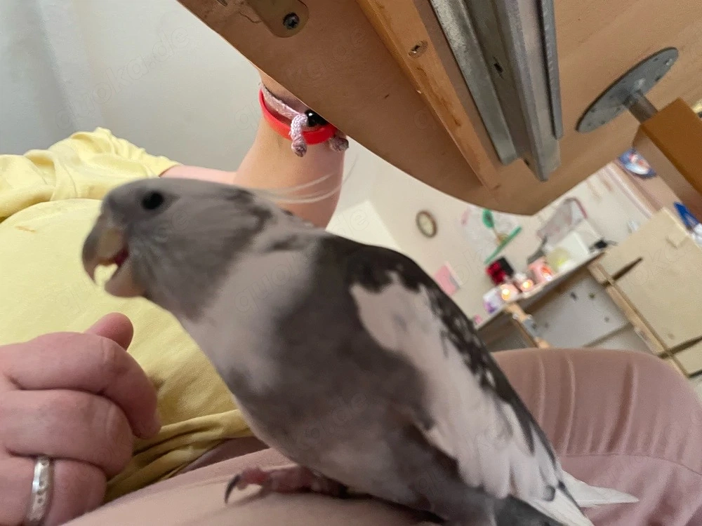 bald nympfensittich babys 