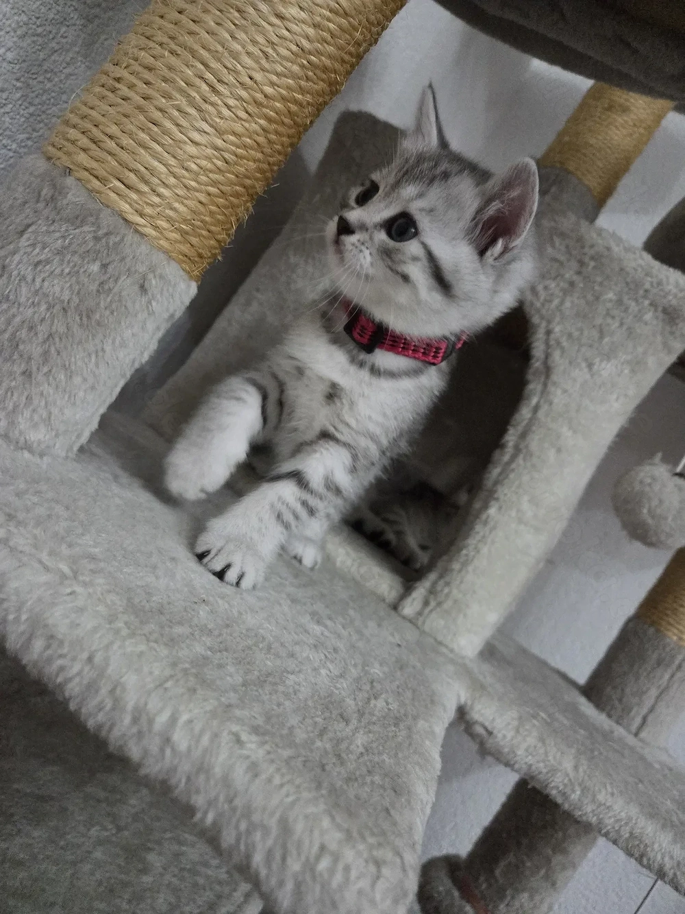  Britisch-Kurzhaar-Mix-Katze