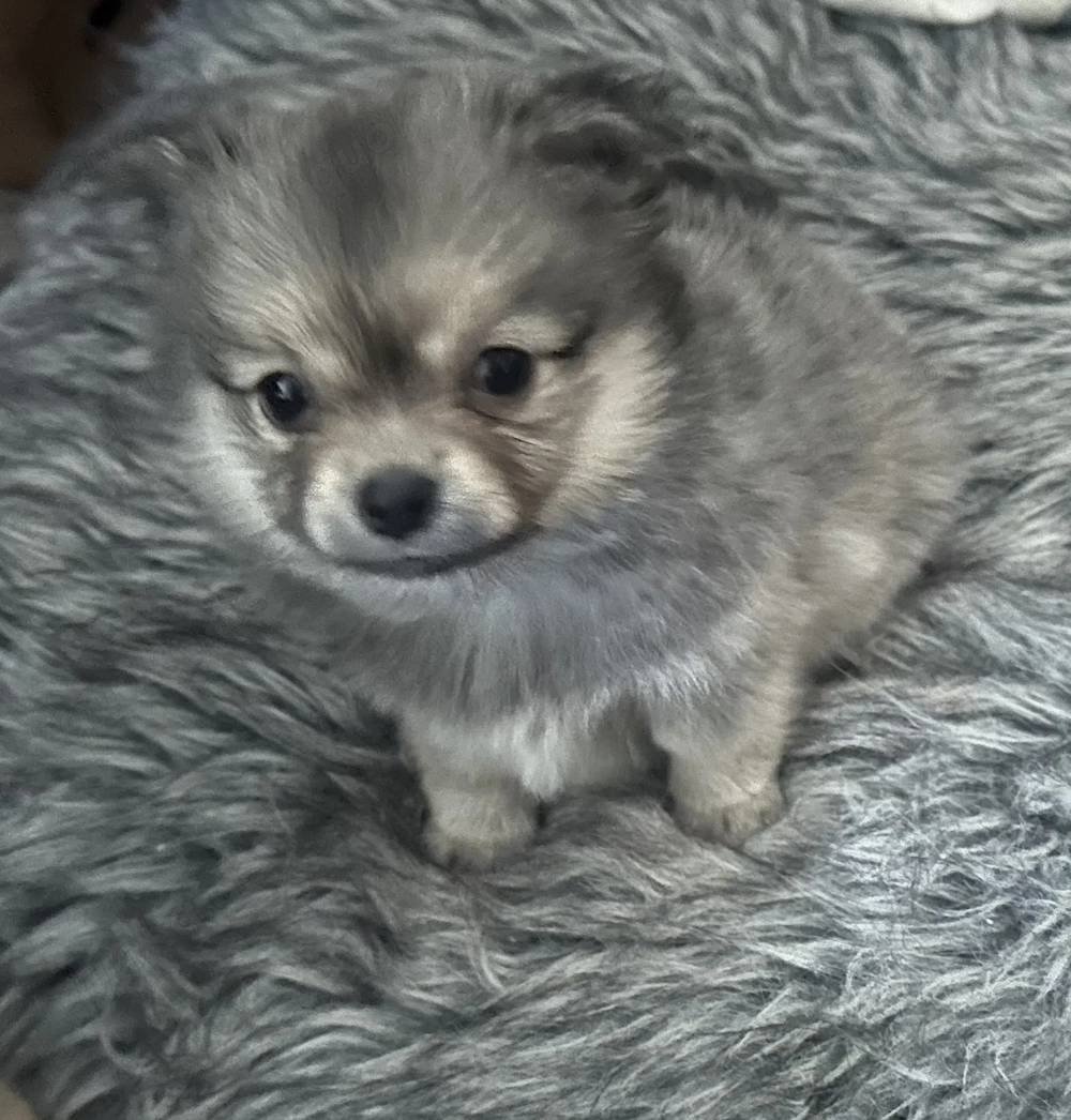 Zuckersüße Pomchi Welpen 4Rüden 1Hündin Auszugsbreit  