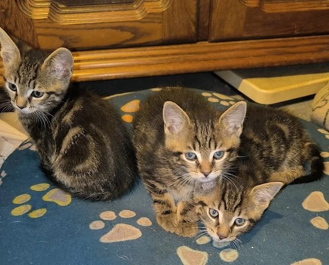 Kitten suchen ihr neues Zuhause