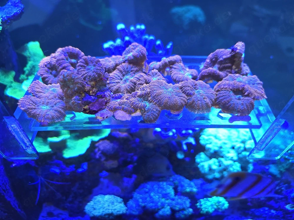 Weichkoralle Scheibenanemonen Rhodactis Superman Korallen Ableger