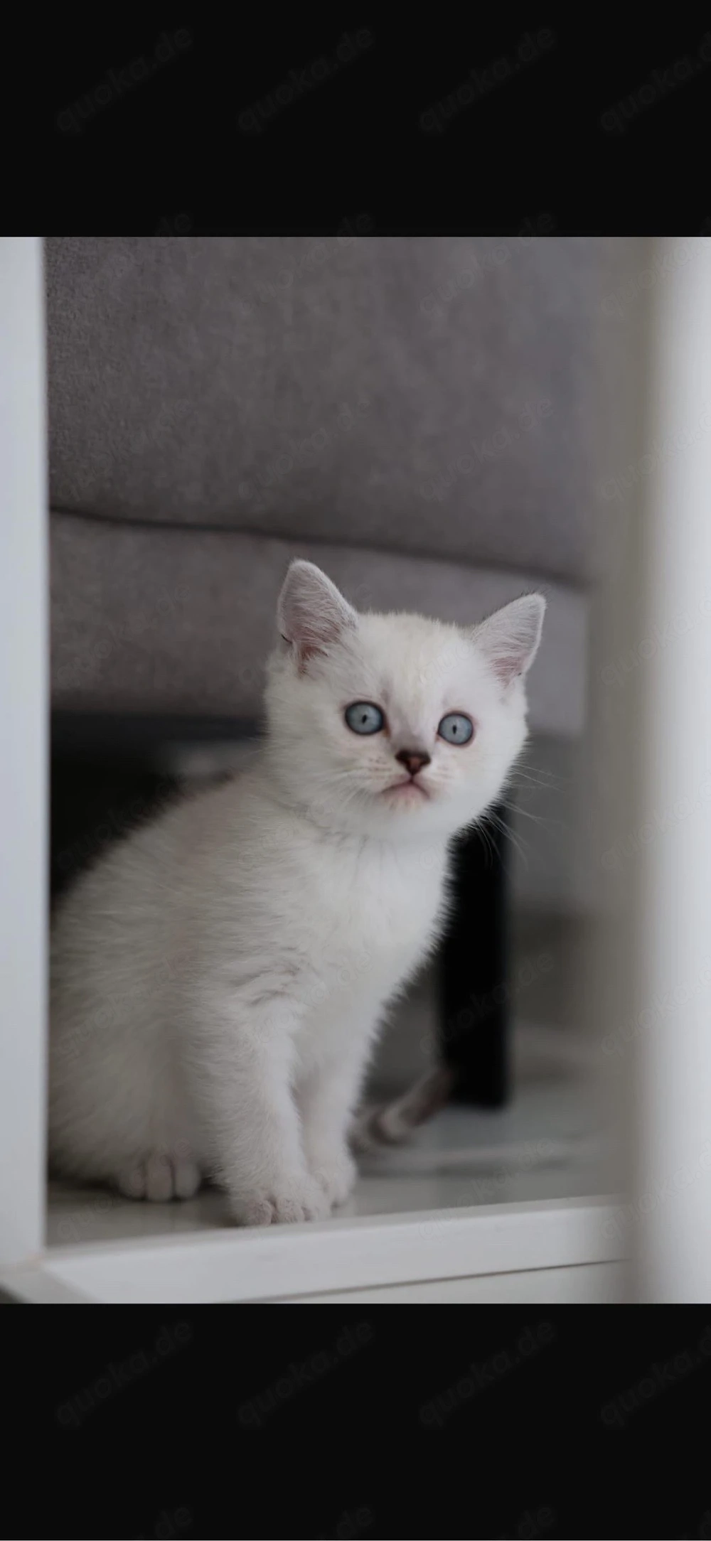 BKH Katzen