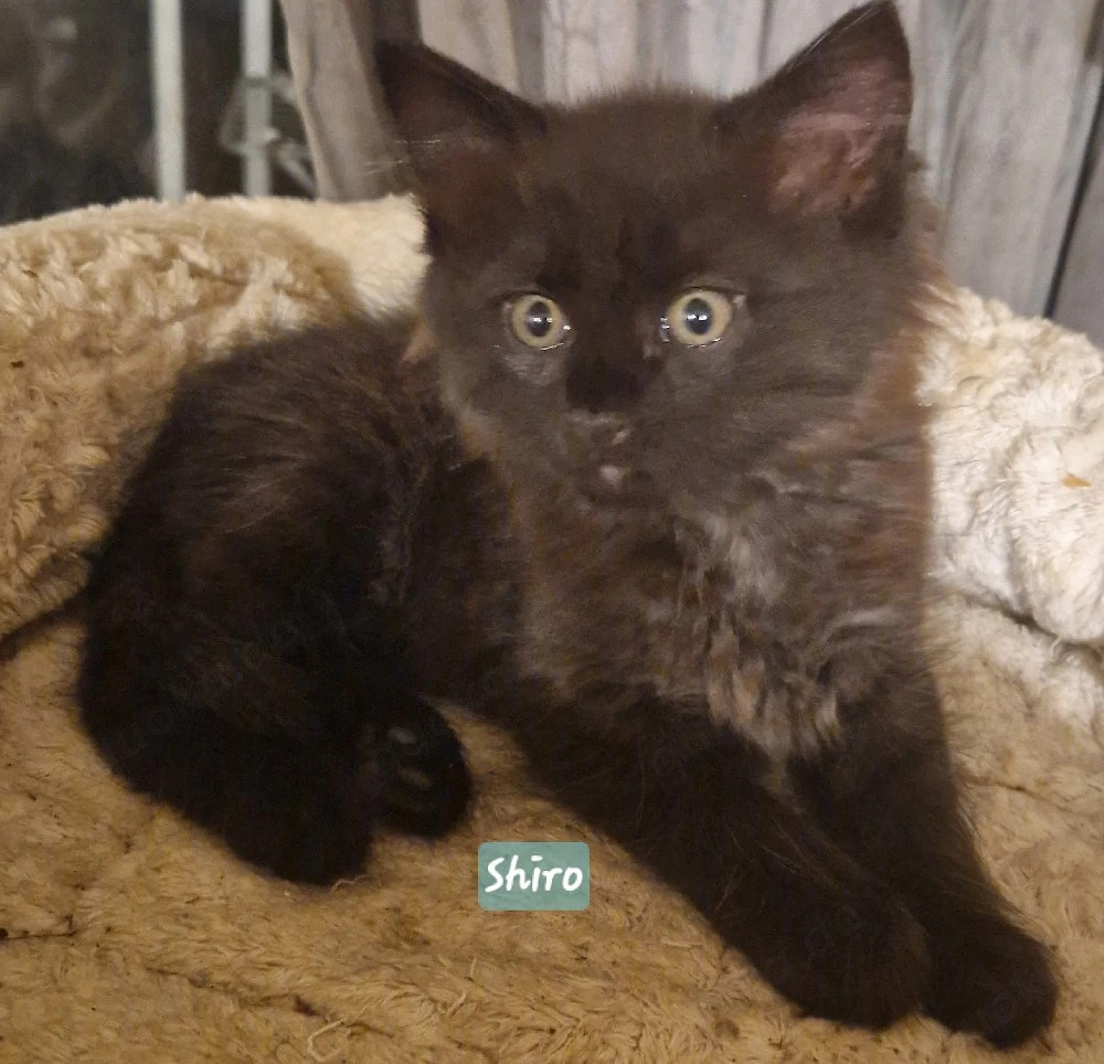 1kleinen Maine Coon Mix Kater abzugeben