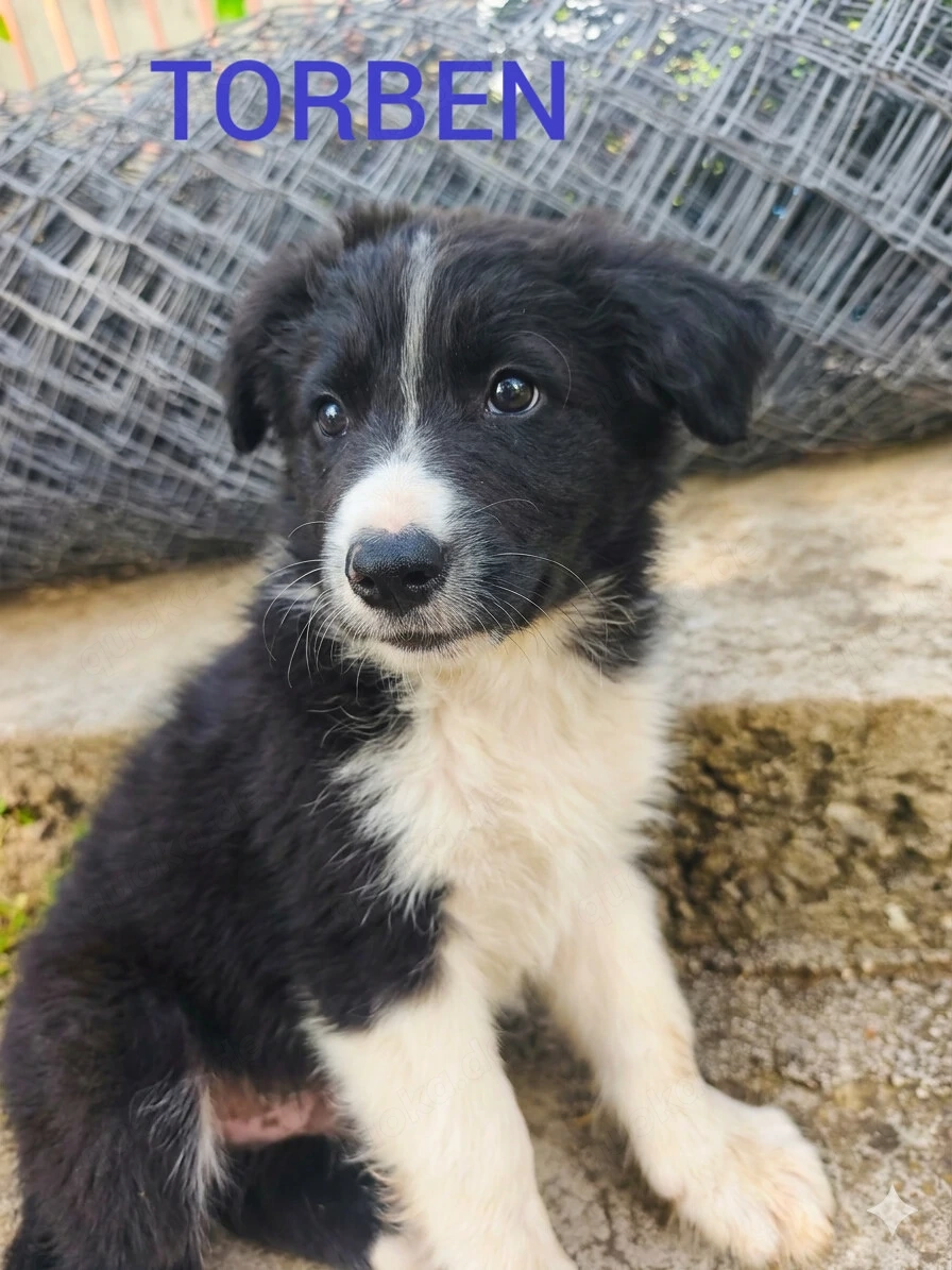 Border Collie Mix Rüde 3Mon Rüde vom Hundetrainer aus Kroatien 