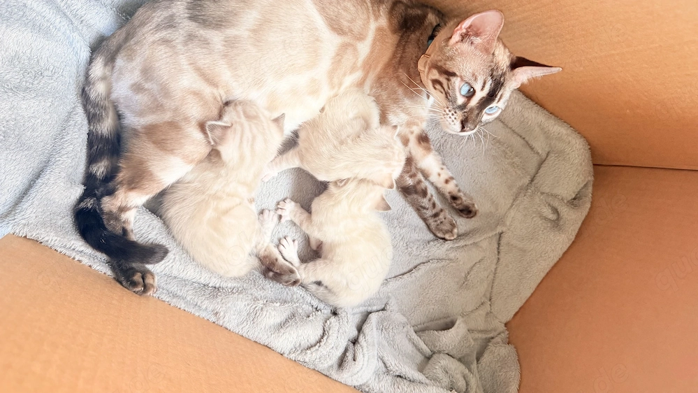 18. März drei Snow Lynx Bengal Kitten zur Welt gekommen 